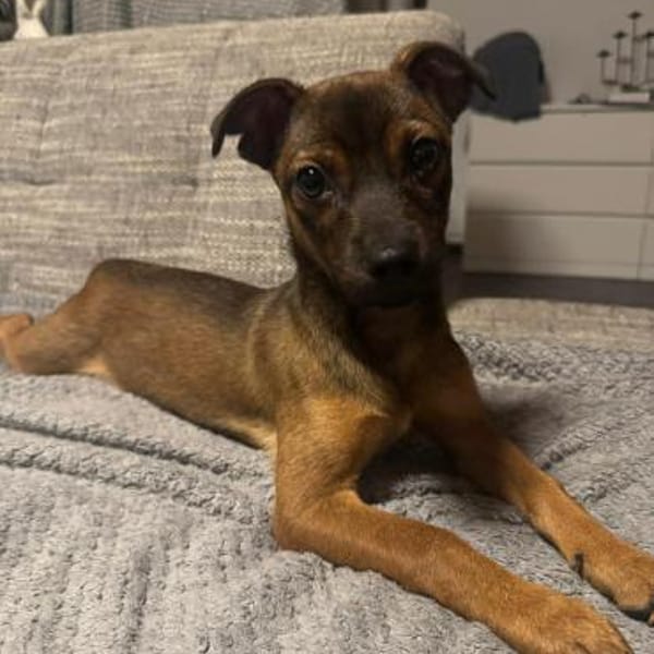 Mia - klein und liebevoll🍀 — Schäferhund