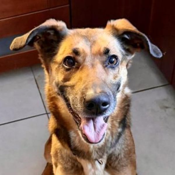 Dina, verträglich, leinenführig, offen — Schäferhund - Mix