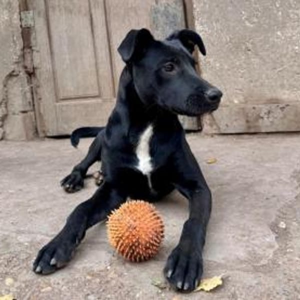 Kate sucht ihre Familie für immer — Mischling