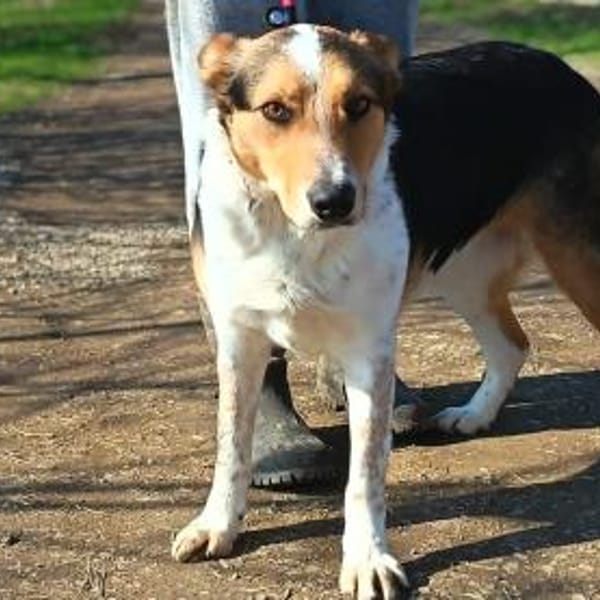 Monty zeigt ihm das Menschen gut sind — Terrier