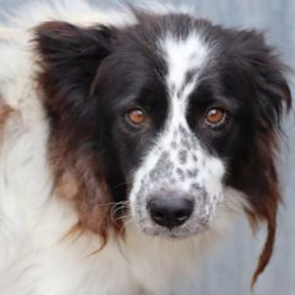 Morina - hübsche Wuschelhündin — Border-c-australian-sheph