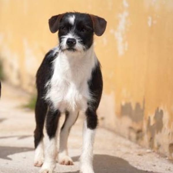 Tess wartet auf ihre Menschen — Mischling