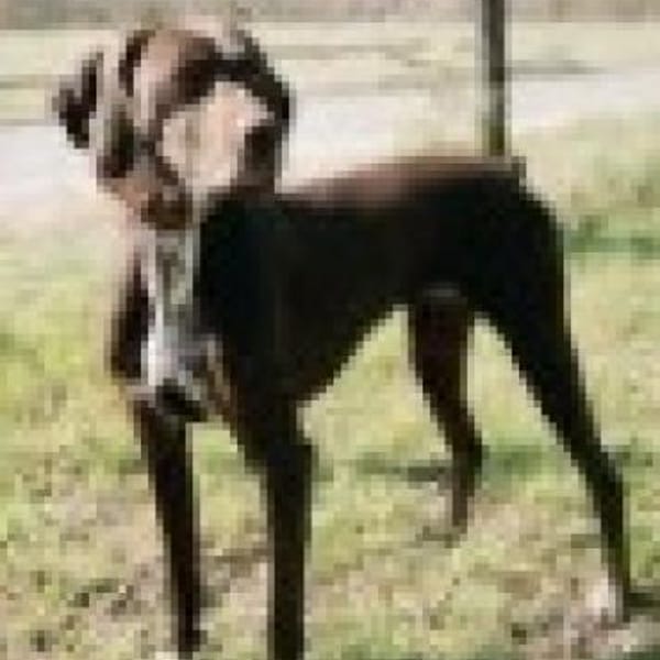 Asia, lernwillig, freundlich, offen — Mischling