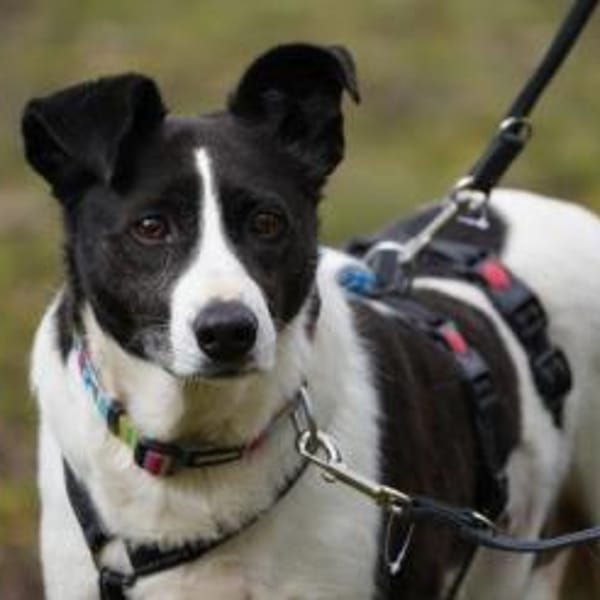 Alejandra sucht ihre Menschen — Mischling