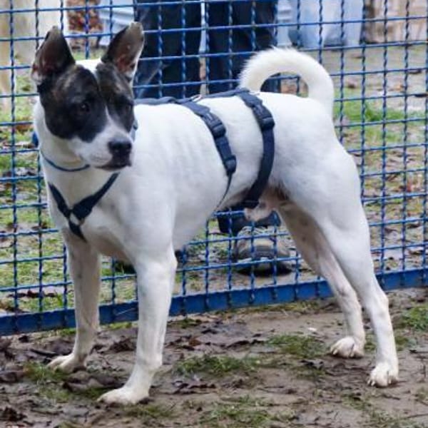 Mark,verschmust,lernwillig,leinenführig — Französische Bulldogge - Bodeguero - Mix