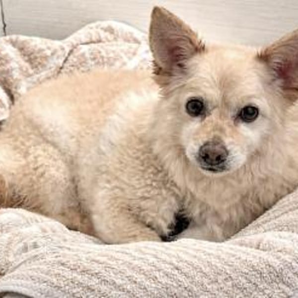 Aldo süßer kleiner Hundesenior 10-11 J. — Chihuahua