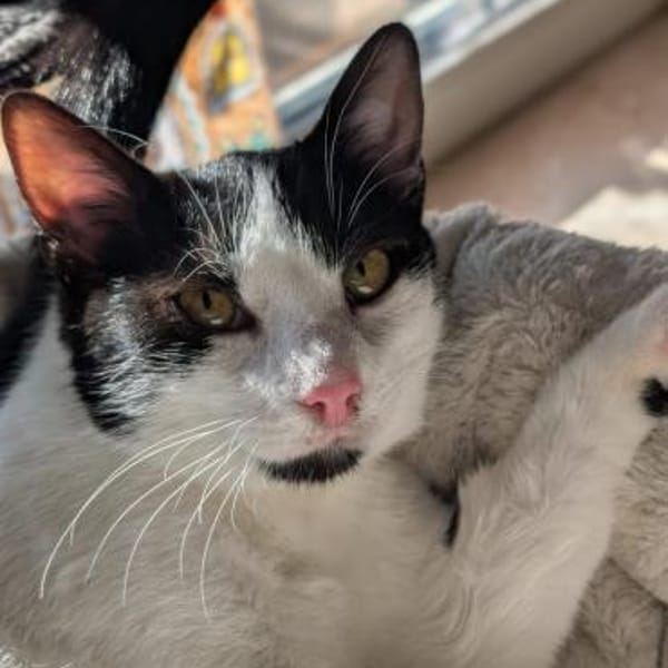 Sanfte Katze Inky sucht ihr Zuhause — Europäisch Kurzhaar