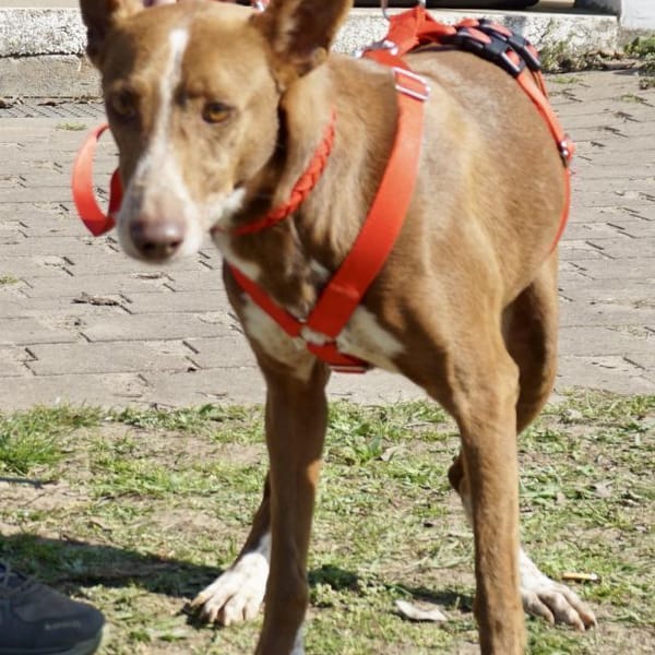 Roqui, vorsichtig, klug, sehr loyal — Podenco Andaluz