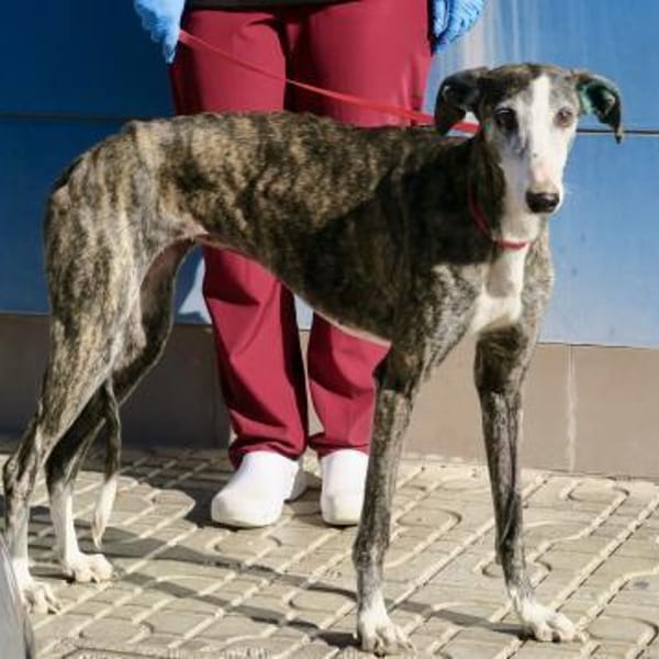 Maggie, sozial, offen, leinenführig — Galgo