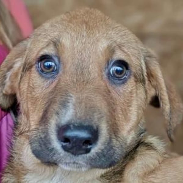 Welpe Aury in 25704 Meldorf (SLH) — Mischling