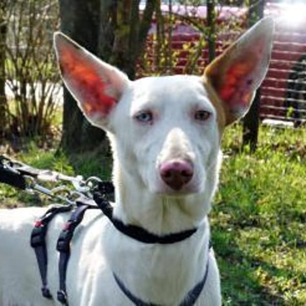 Bombon, neugierig, zutraulich,freundlich — Podenco Andaluz - Mix