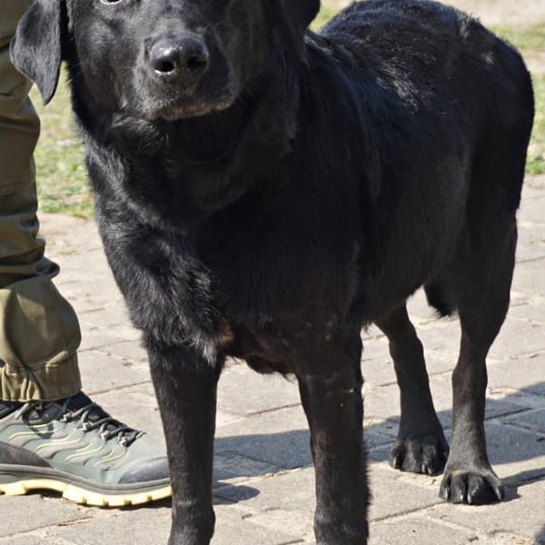 Liliana, sanft, freundlich, kinderlieb — Mischling