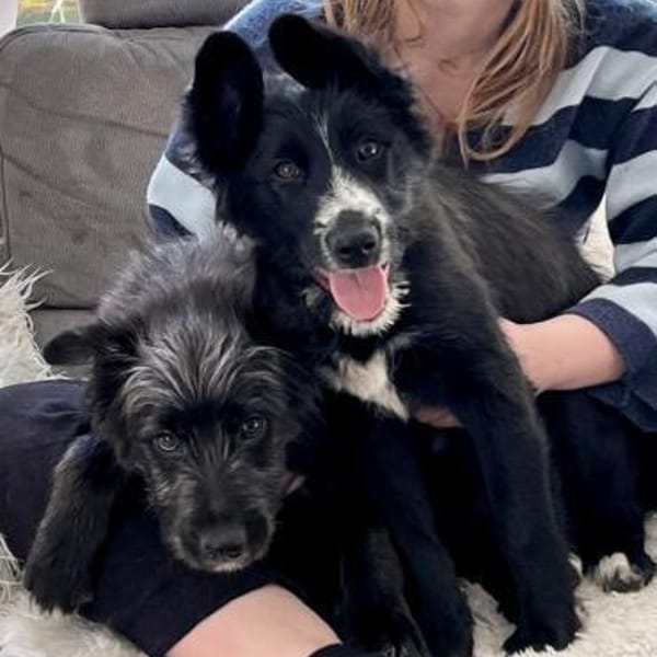 Rocco, agil, verspielt, lerrnwillig — Mischling