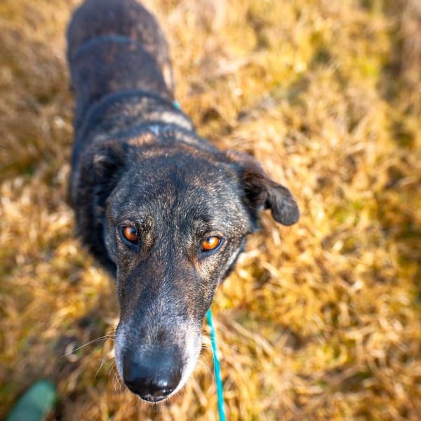 Verschmuster Rüde RUDY sucht ein Zuhause — Mischling