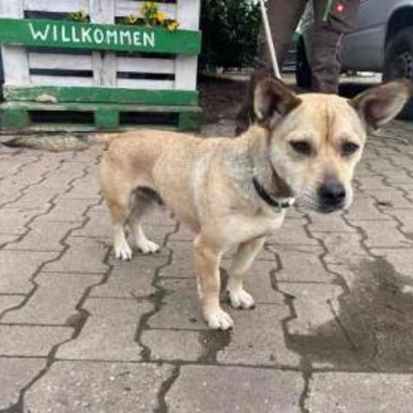 Wooki möchte die Welt entdecken — Mischling