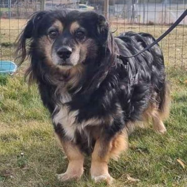 Buddy, ein toller Rüde sucht Zuhause — Mischling