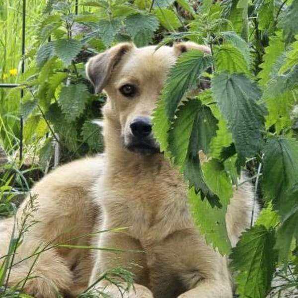 Milow - wunderschöner ruhiger Rüde — Mix Mischling