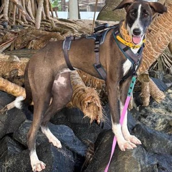 Amara die Zaubermaus / in 82284 — Mischling