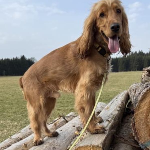 Bagle sucht seine Menschen in Bayern — Cocker Spaniel