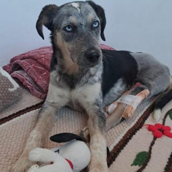 Spot - jung + liebesbedürftig — Mischling