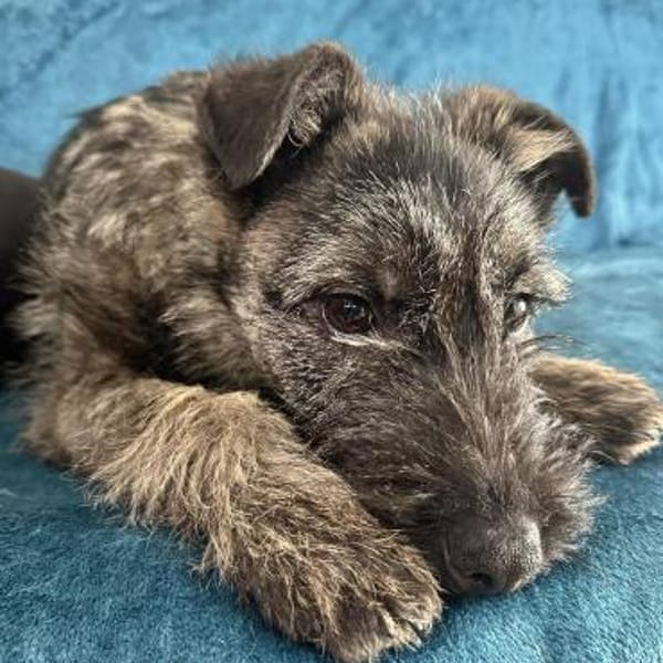 Cleo 7 mon. 35- 40 cm — Schnauzer