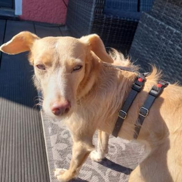 Ruhige Sandy — Mischling