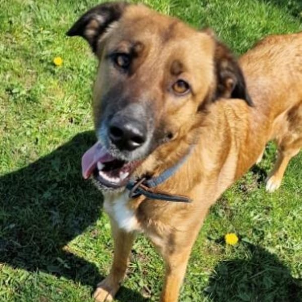 Nala von kettenlos — Mischling