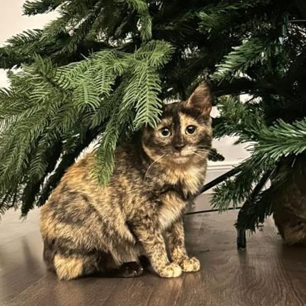 Katzenmädchen Iskra sucht Spieleparadies — Europäisch Kurzhaar