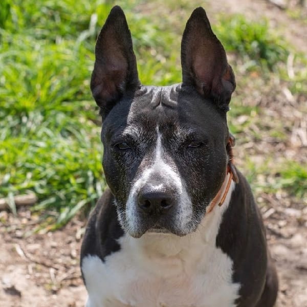 DINA — Croisé / Autre