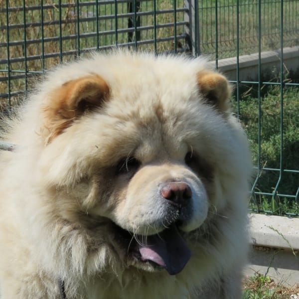 MOSHI — Chow-chow