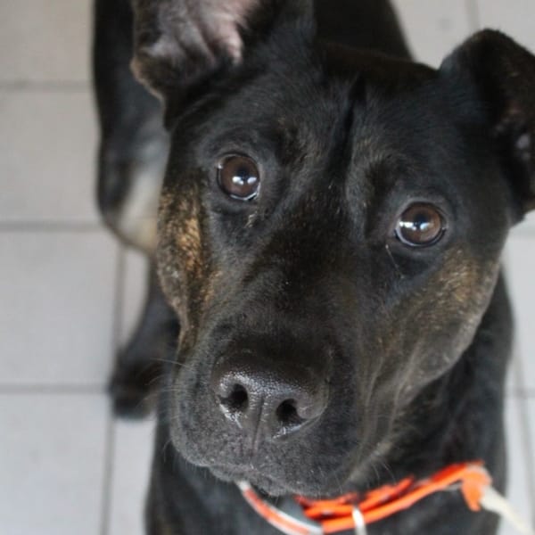 aubin (Réservé) — Berger