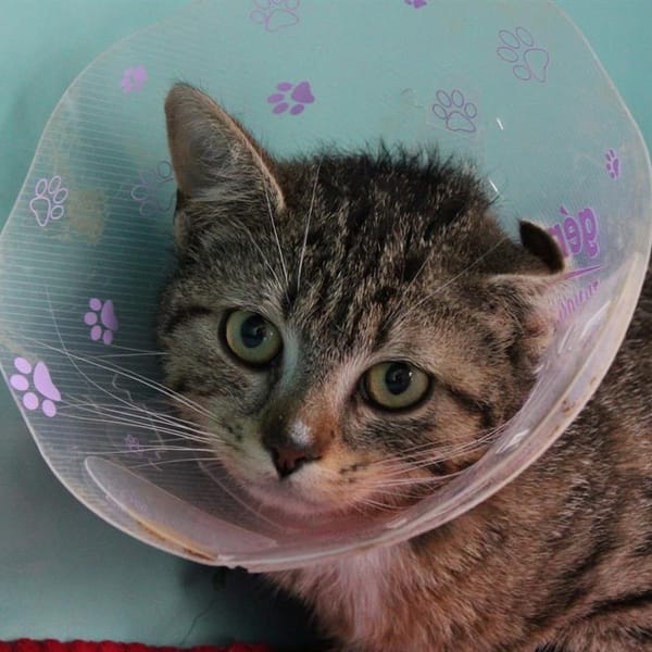 Pookie — Européen