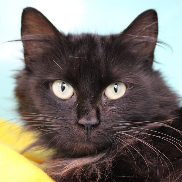 Petite Lionne — Européen