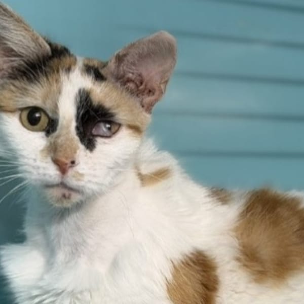 Ambre CAB5408 — Européen