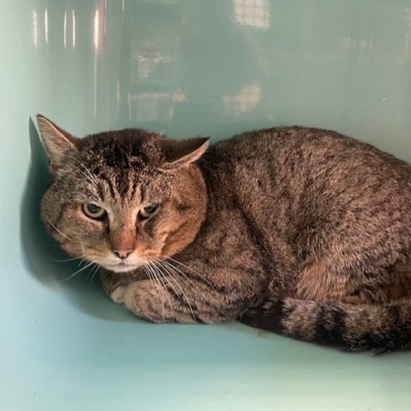 kitren — Européen