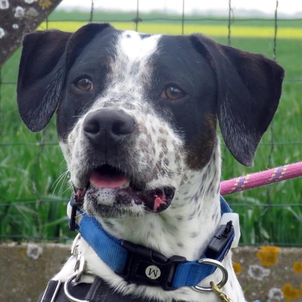 KODA — Croisé / Autre