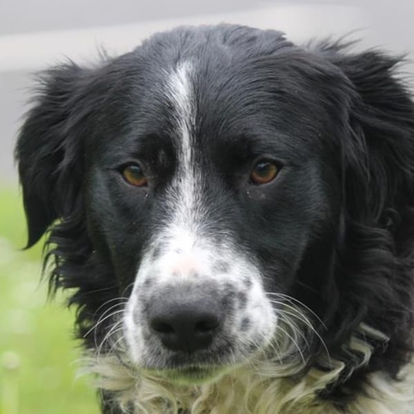 DICAPRIO — Epagneul