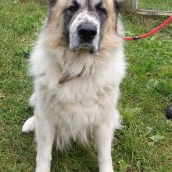 Bär — Ciobanesc Romanesc De Bucovina