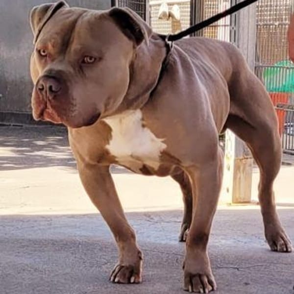 Aron, verträglich — Am. Bully Xxl