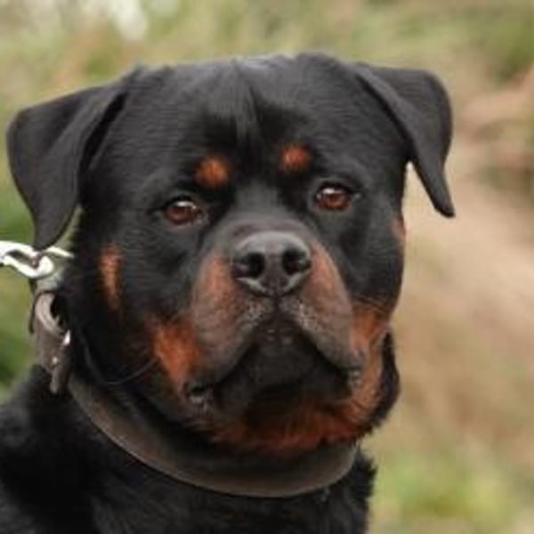 Appah — Rottweiler