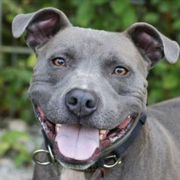 Paul, verschmust — Amerikanischer Staffordshire-terrier