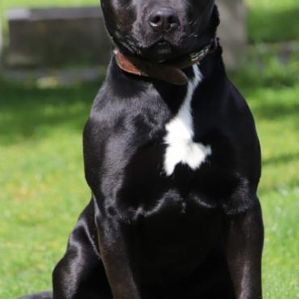 Ivan — Amerikanischer Staffordshire-terrier