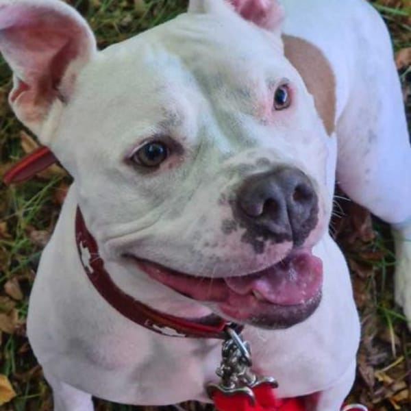 Bonnie, freundlich und lustig — Amerikanischer Staffordshire-terrier