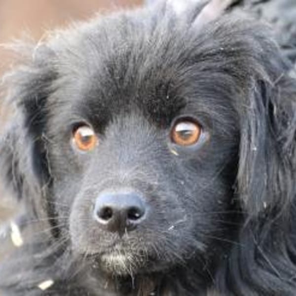 Juna - goldiger, verspielter Jungrüde — Dackel-sheltie