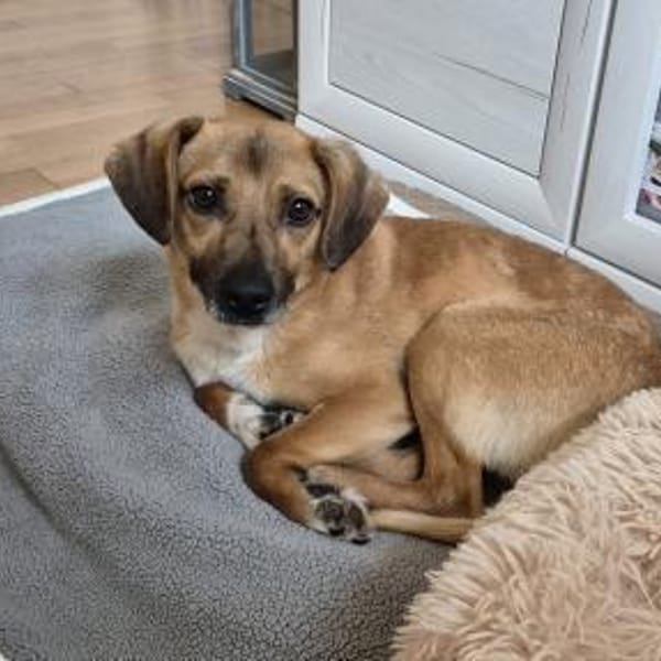 Rüde Bruno sucht ein Zuhause — Mischling