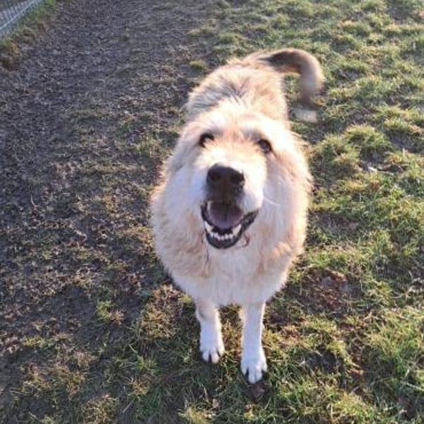 Hündin Betty sucht ein Zuhause — Mischling