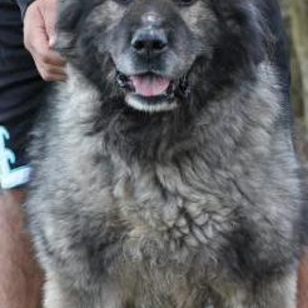 Bo - verschmust u. zutraulich — Leonberger