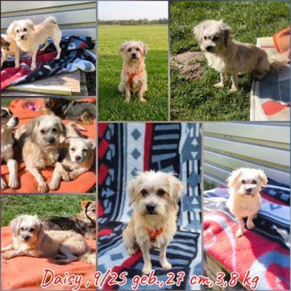 Malteser Yorky Mixhundin sucht — Malteser