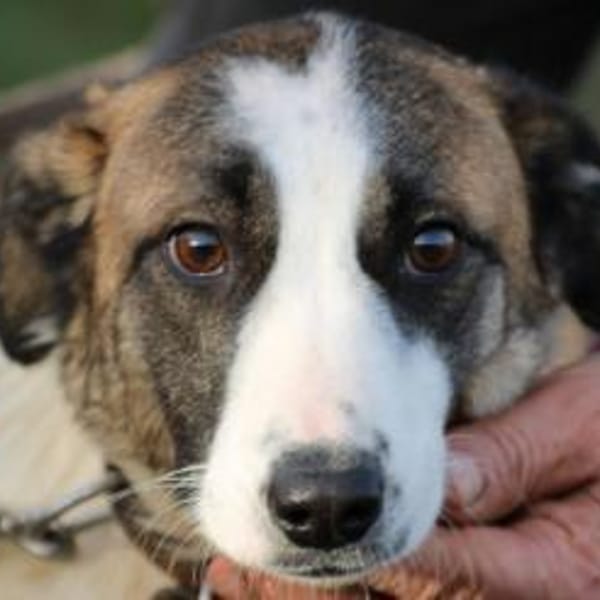 Jamie - kinderlieb u. verspielt — Mischling