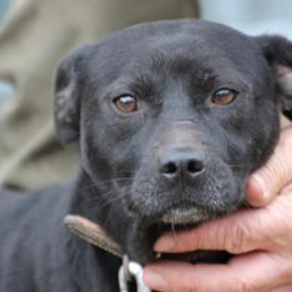 Bonni - kinderlieb u. sehr verspielt — Franz.bulldoggen
